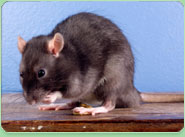 rat control Grays